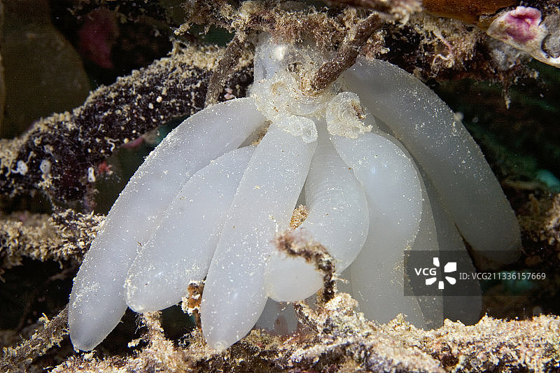 礁乌贼的卵箱图片素材