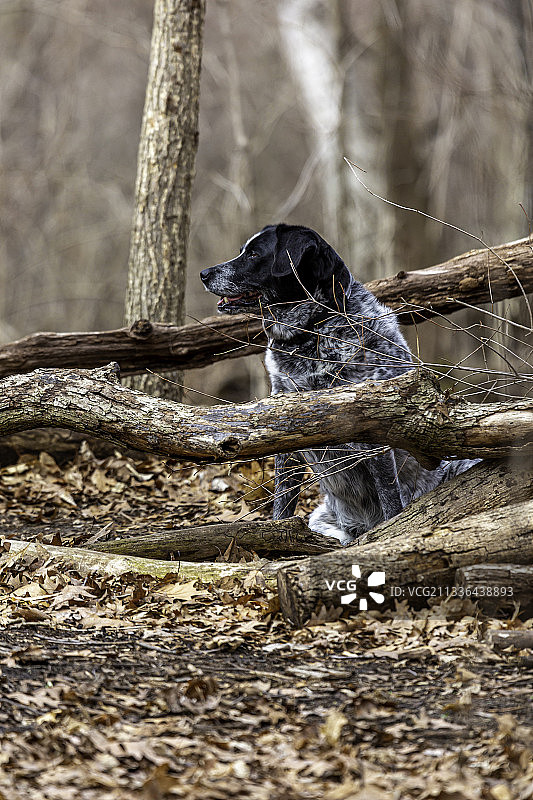 快乐的狗坐在树林里，萨尼亚，安大略省，加拿大图片素材