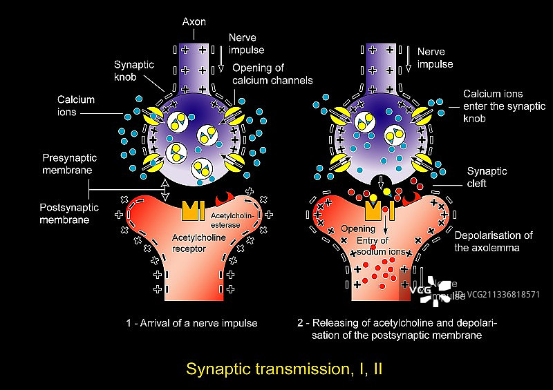 Synapse、艺术品图片素材