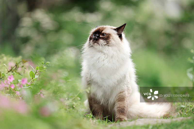 花丛里的长毛暹罗猫图片素材