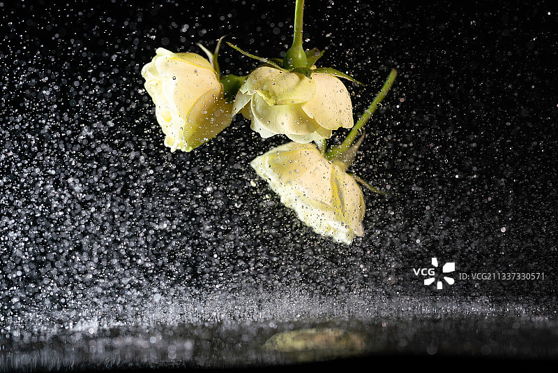 黑色背景黄色玫瑰花跳动水滴高速棚拍创意素材图片素材