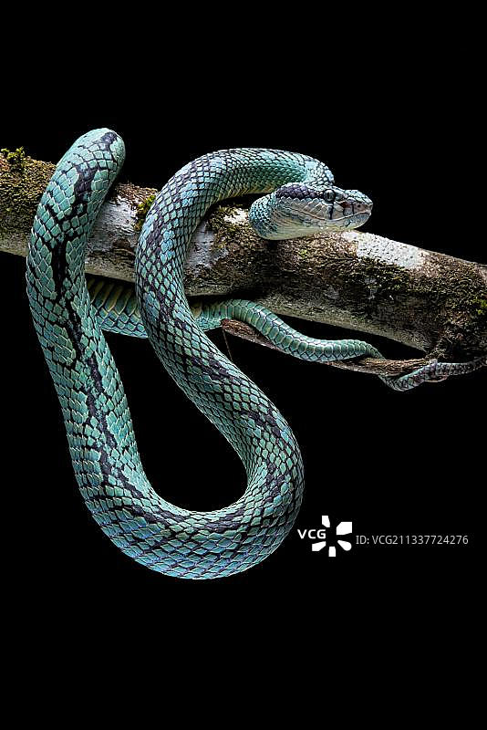 斯里兰卡蝮蛇(Trimeresurus trigonocephalus)斯里兰卡图片素材