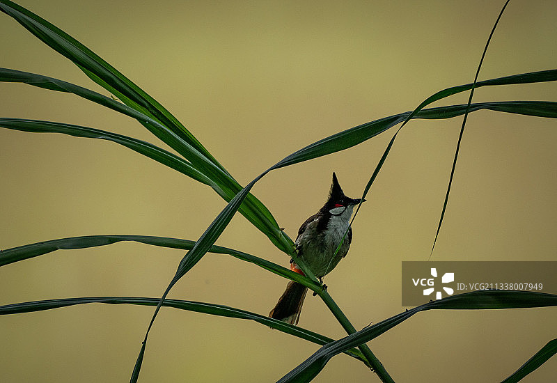 黄绿色背景前，停在茅草上张望的小鸟。图片素材
