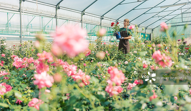 在花房里用玫瑰花经营园艺，一位妇女正在后台工作图片素材
