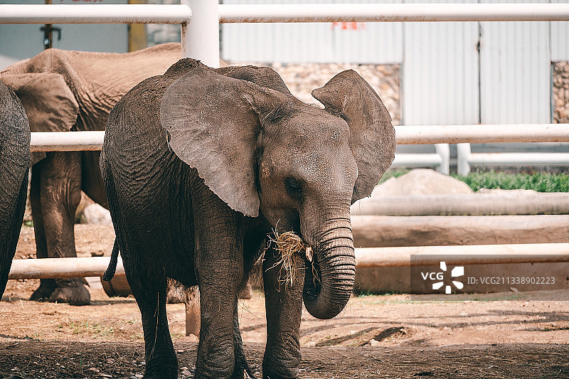 动物园里的大象图片素材