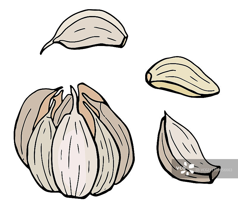 蒜头和蒜瓣手绘图片素材