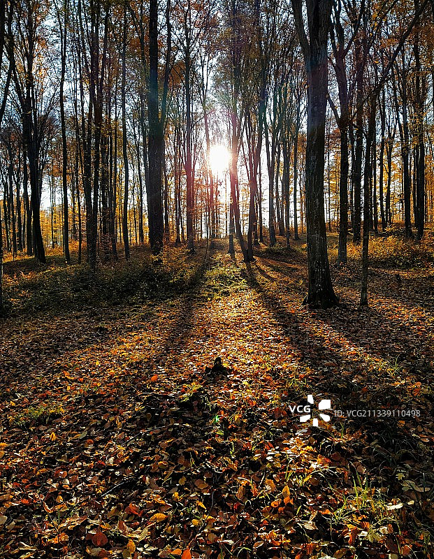 秋天在森林中的树木图片素材