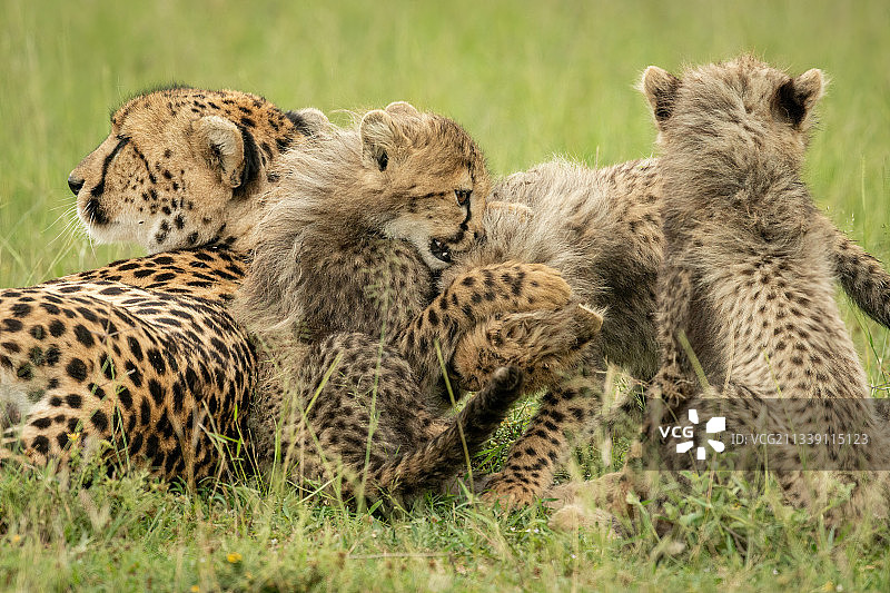 猎豹家族在草的特写，纳洛克，马赛马拉，肯尼亚图片素材