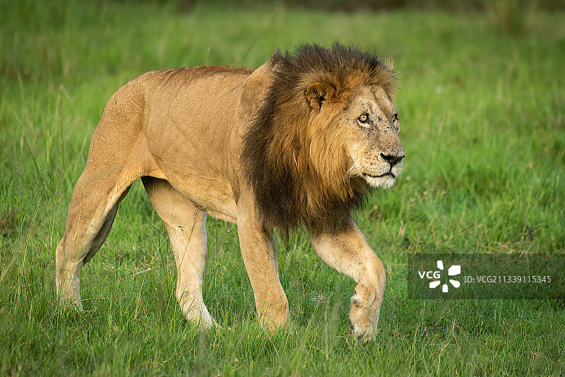 侧面的狮子走在草地上，纳洛克，马赛马拉，肯尼亚图片素材