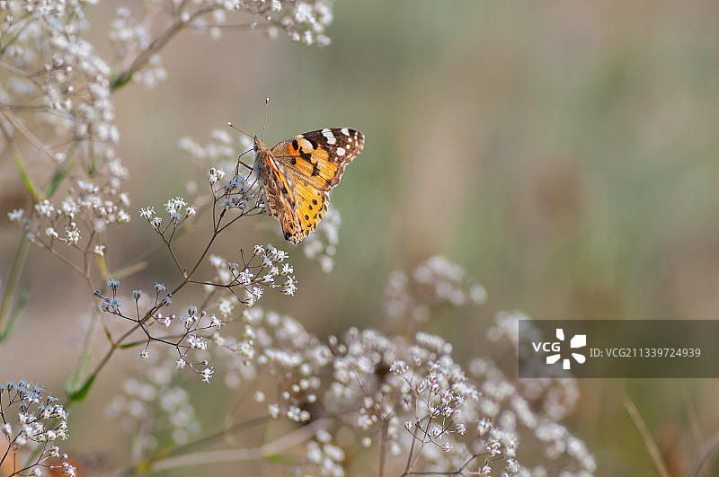 蝴蝶在花上授粉的特写，乌克兰图片素材