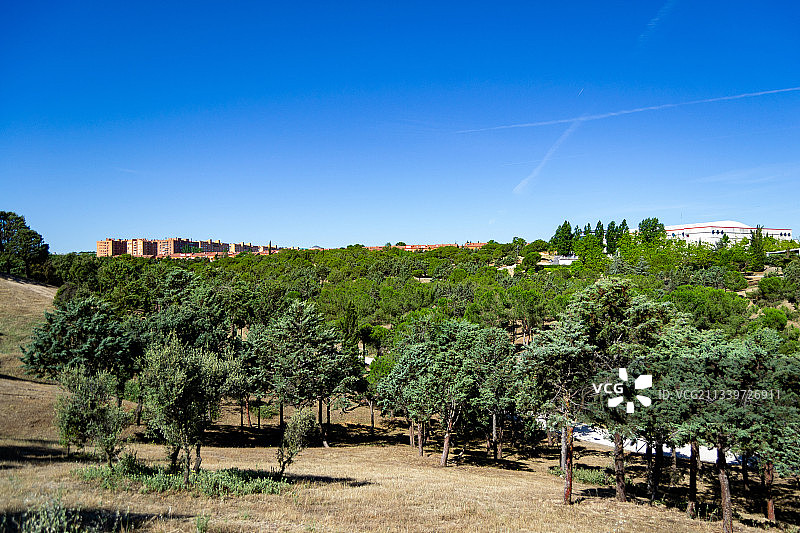 西班牙马德里，蓝天下的葡萄园图片素材