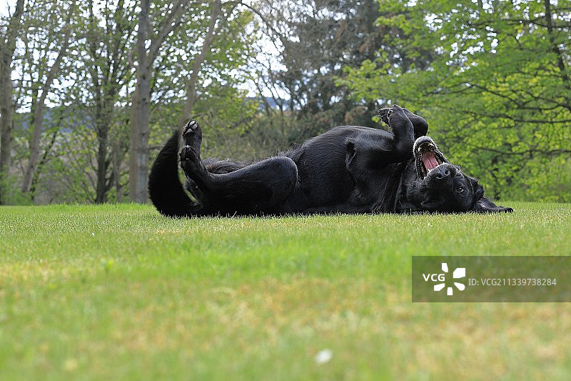 特写的黑色拉布拉多寻回犬躺在草地上，邓斯，英国，英国图片素材