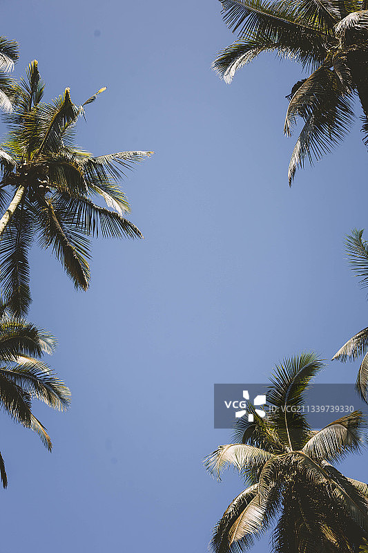 低角度的棕榈树对清澈的蓝天图片素材