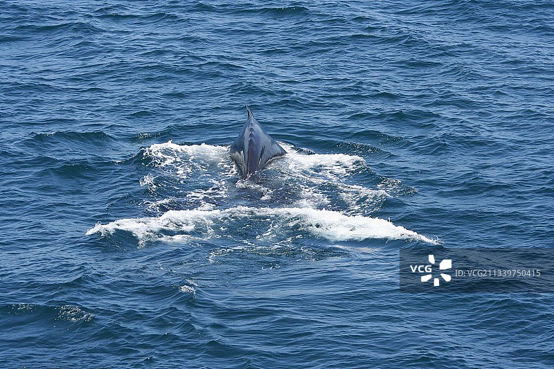 座头鲸在海里游泳的高角度视图图片素材