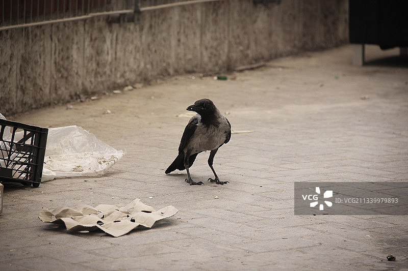 高角度的乌鸦栖息在人行道上图片素材