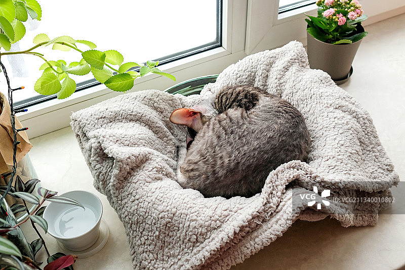 猫在家里的床上睡觉的高角度视图图片素材