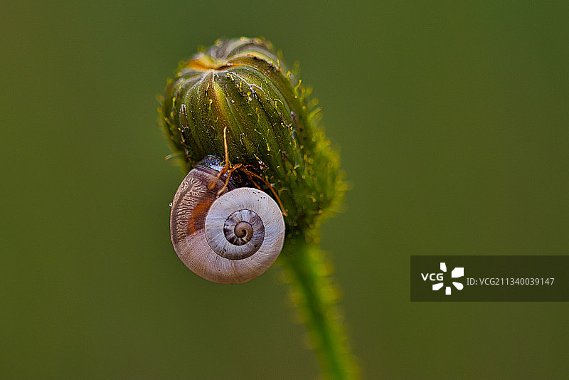 比利时，植物上的蜗牛特写图片素材