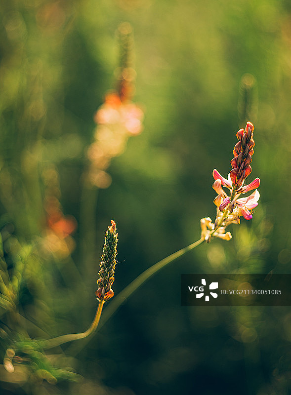 红色开花植物的特写镜头，乌克兰图片素材