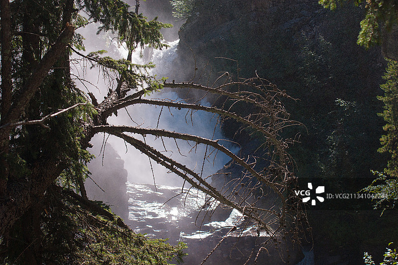 森林中树木的低角度视图图片素材