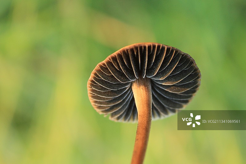 埃及新谷，蘑菇生长的特写镜头图片素材