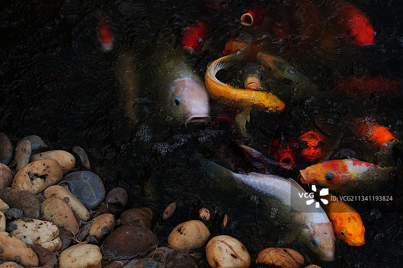 泰国，锦鲤在池塘里游泳的高角度图片素材