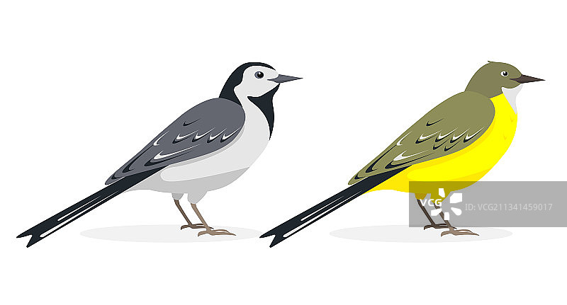 白色和黄色的鹡鸰鸟被隔离在白色上图片素材