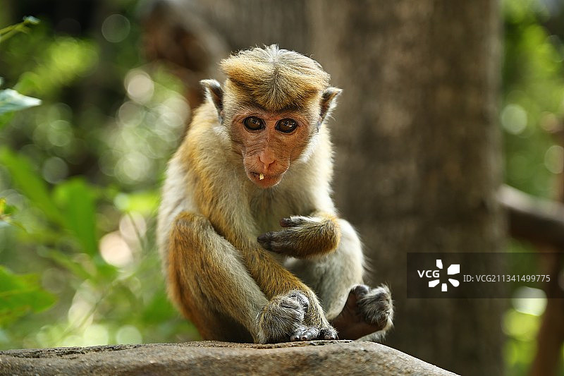小猴吃零食图片素材