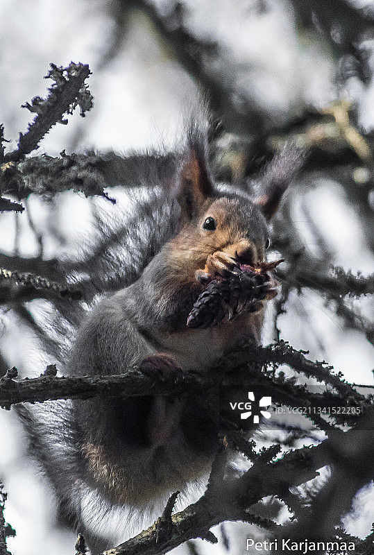 灰松鼠在树上吃食物的特写镜头图片素材