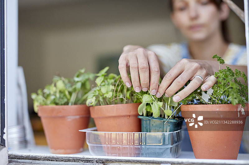 英国，家庭健康烹饪，妇女在窗台上采摘自家种植的草药图片素材