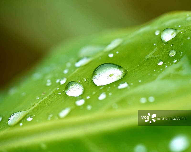 绿叶上的雨滴特写图片素材