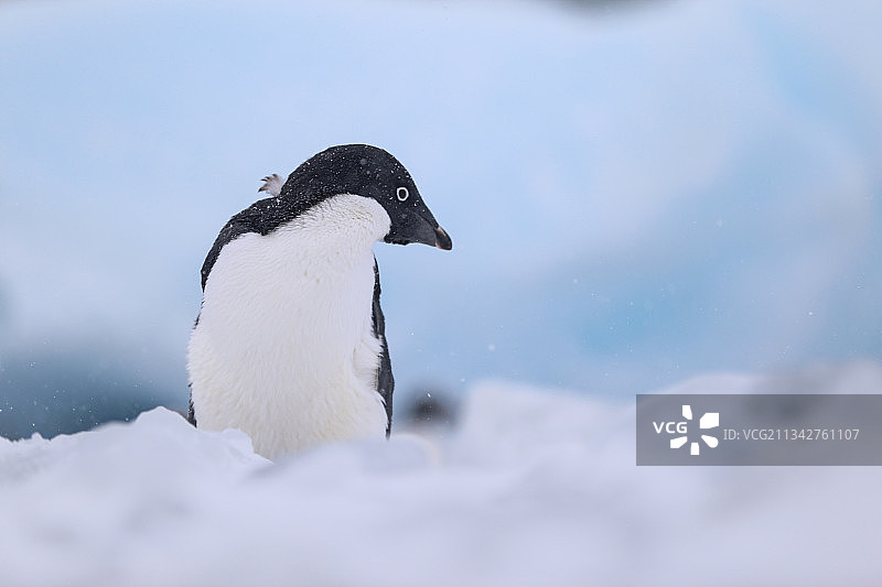 南极洲布朗布拉夫雪地上企鹅的特写镜头图片素材