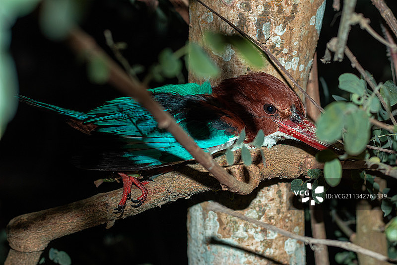孟加拉，栖息在树上的翠鸟特写图片素材