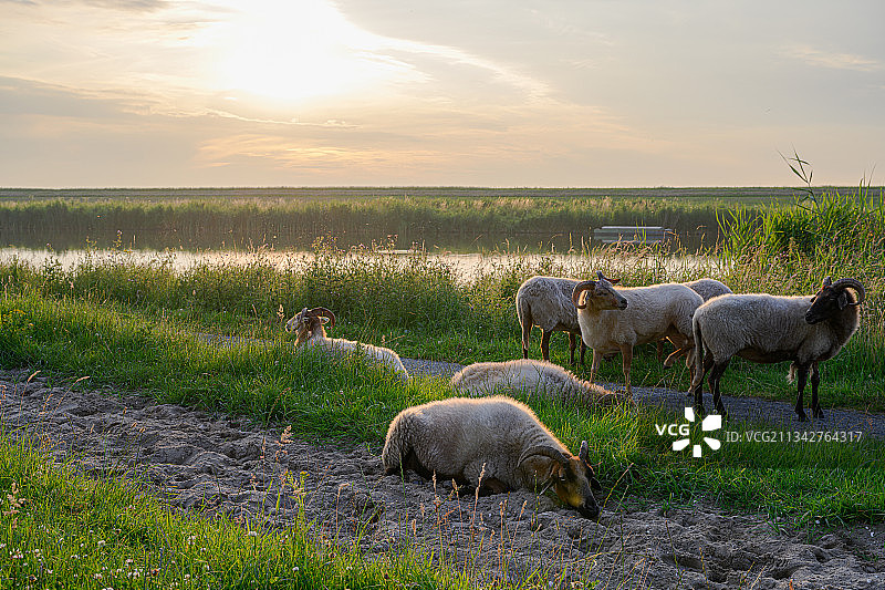 日落时，羊群在草地上吃草的高角度视角，荷兰，Zoetermeer, Meerpolder图片素材