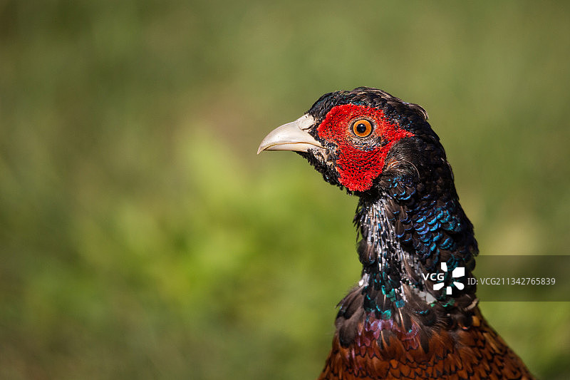 匈牙利埃斯特贡，鸡在户外栖息的特写镜头图片素材