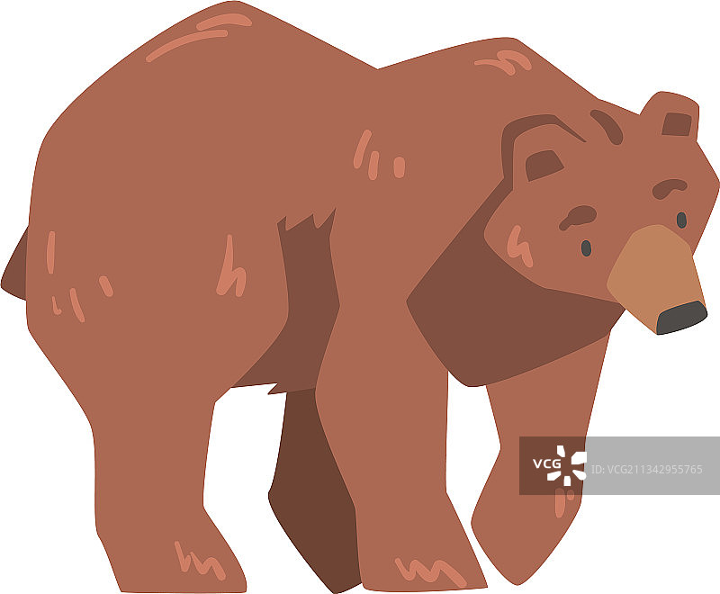 行走的棕熊大型野生食肉哺乳动物图片素材