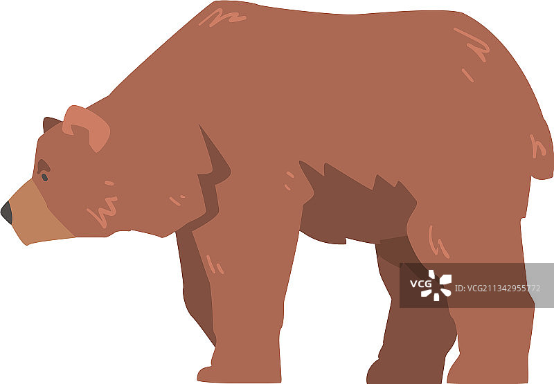 大型棕熊侧视野生掠食者图片素材