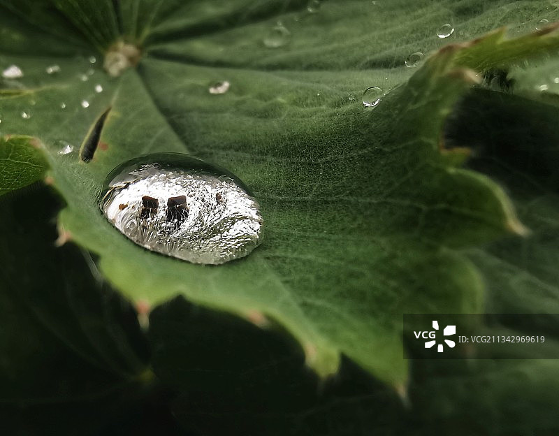 树叶上水滴的特写镜头图片素材