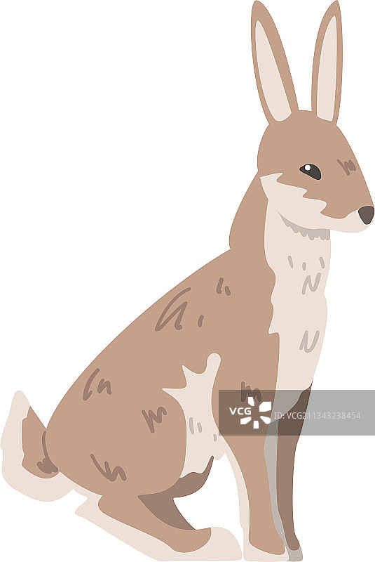 坐野兔或长耳大野兔如敏捷的动物图片素材
