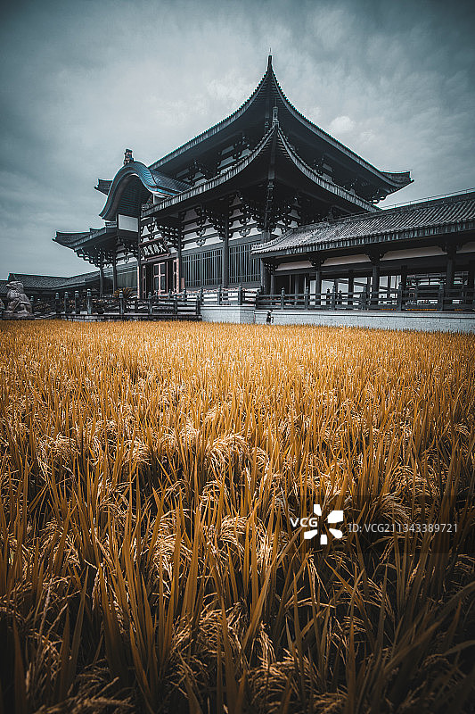 稻田中的唐风寺庙图片素材