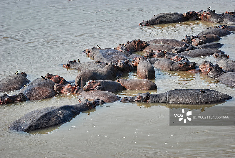 赞比亚，海中岩石上的海豹的高角度视图图片素材