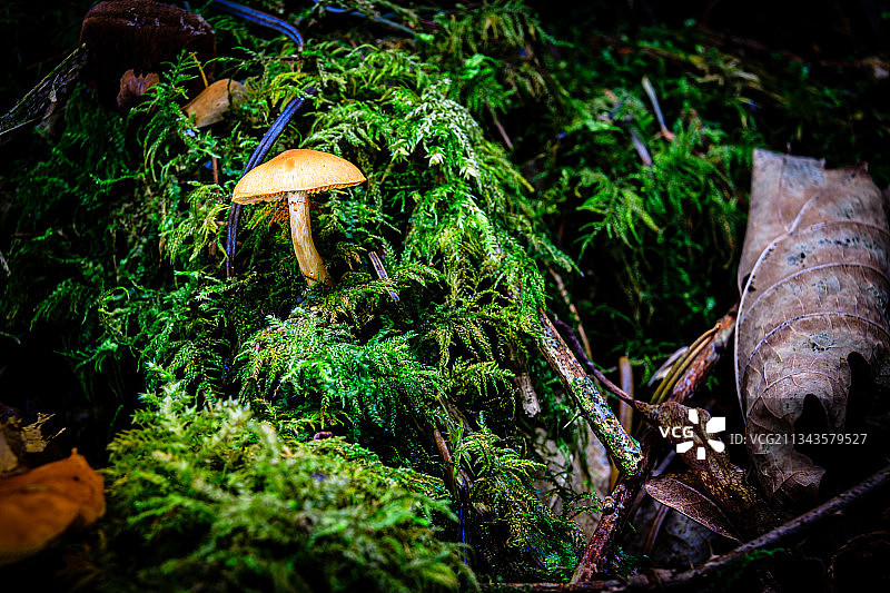 树干上生长的蘑菇的特写镜头图片素材