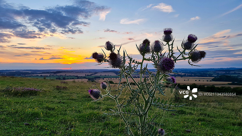 斯特雷特利，英国，英国，日落时天空中开花植物的风景图片素材