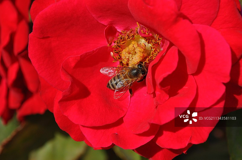蜜蜂在粉红色花朵上的特写镜头图片素材