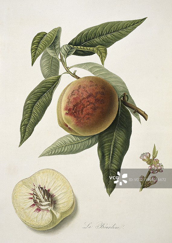 Bourdine桃(1818)图片素材