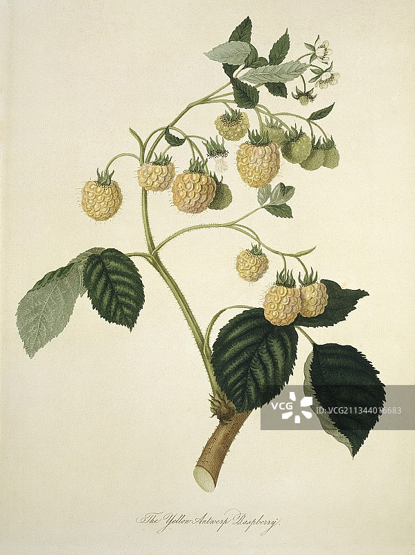 黄安特卫普覆盆子(1818)图片素材