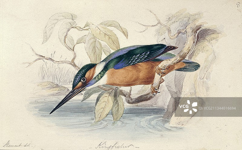 普通翠鸟,19世纪图片素材