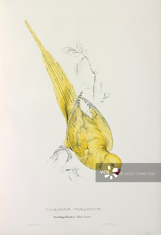 印度环颈长尾鹦鹉，19世纪图片素材