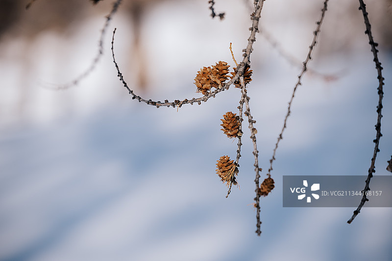 雪地松树上松果图片素材