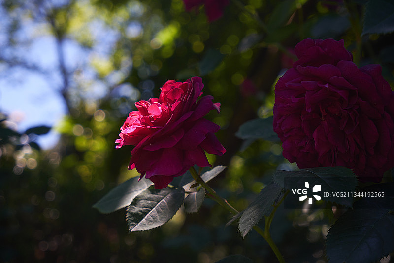 粉红玫瑰的特写图片素材