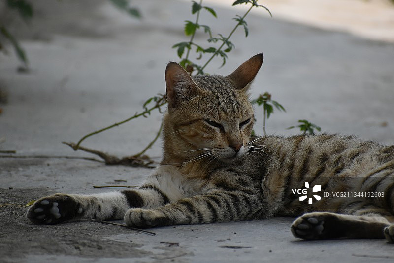 巴基斯坦塔西拉，猫在人行道上休息的特写镜头图片素材